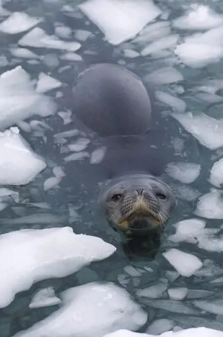 Antarctica, Antarctic Peninsula, Weddell seal (Leptonychotes weddellii) adult in icy waters of Southern Ocean