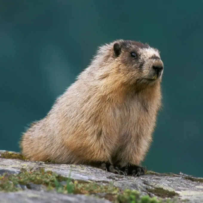 Hoary Marmot on a Rock