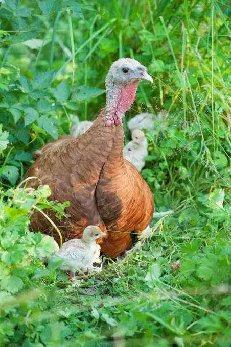 USA, Washington State, Poulsbo, Bourbon red heritage turkey hen with newborn chicks on farm in summer