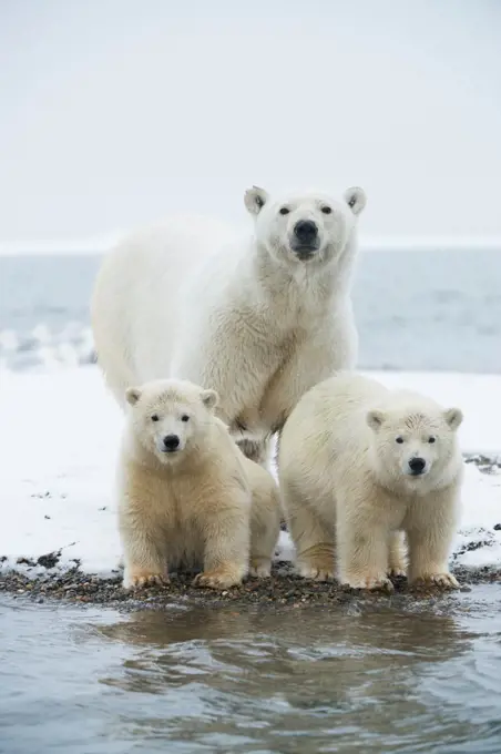 USA, Alaska, Beaufort Sea, Polar bear (Ursus maritimus) and youth