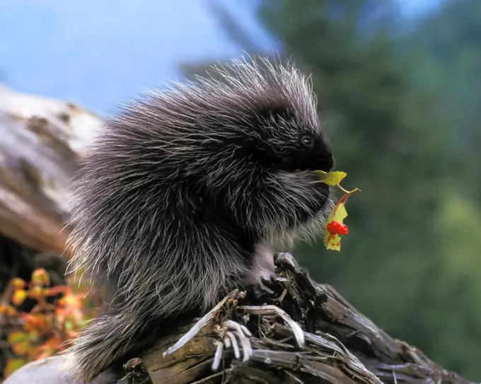 Baby Common Porcupine Feeding on Leaves in the Takshanuk Mountains