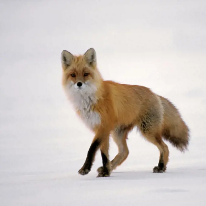 Red Fox Traveling Along the Central Arctic Coast