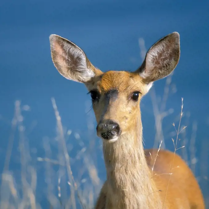 Black-Tailed Deer Doe in Olympic National Park