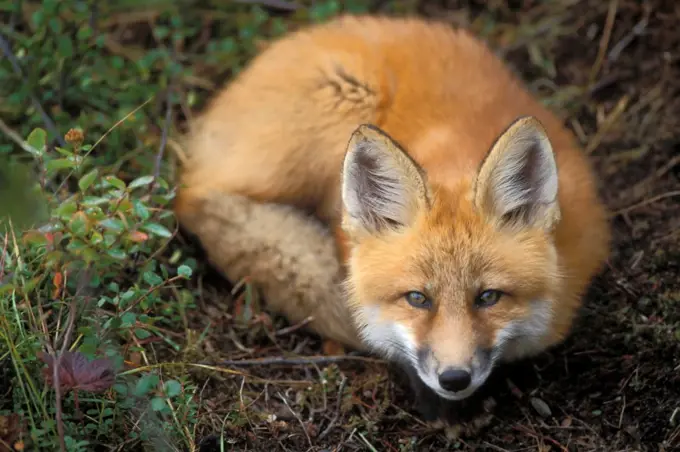 Red Fox at Rest