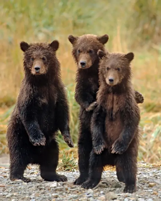 Three Grizzly Bear Cubs in the Katmai National Park and Preserve, Alaska