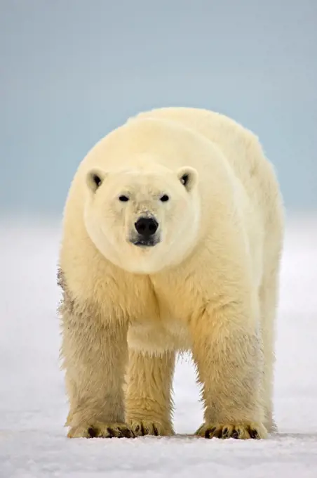 Polar Bear Walking on the Pack Ice
