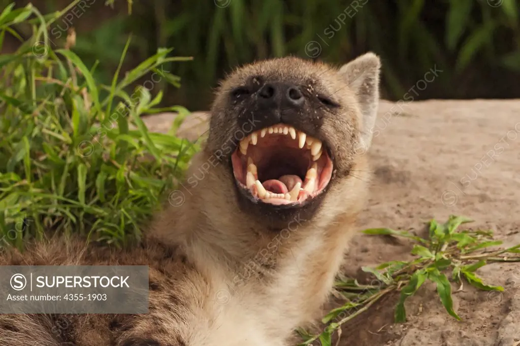 The spotted hyena (Crocuta crocuta) also known as laughing hyena, is a  carnivorous mammal of the family Hyaenidae, of which it is the largest  extant member. - SuperStock
