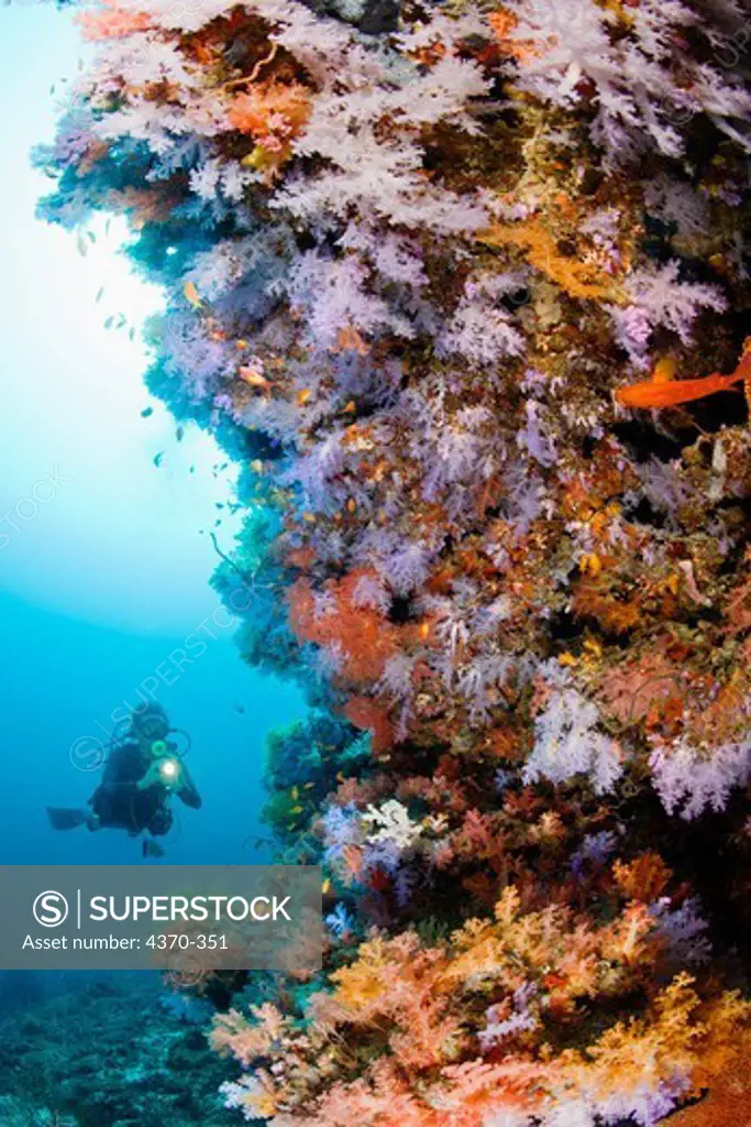 Scuba Diver Near Soft Coral Reef