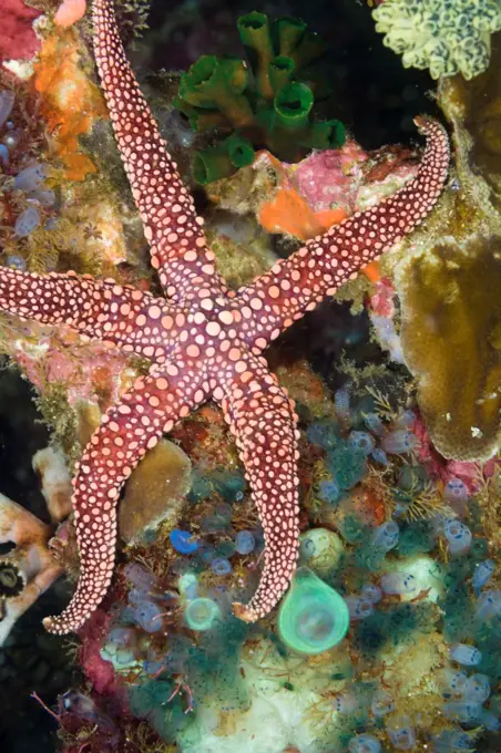 Indonesia, Bali, Cannibal Rock, Starfish (Gomophia gomophia) and tunicates
