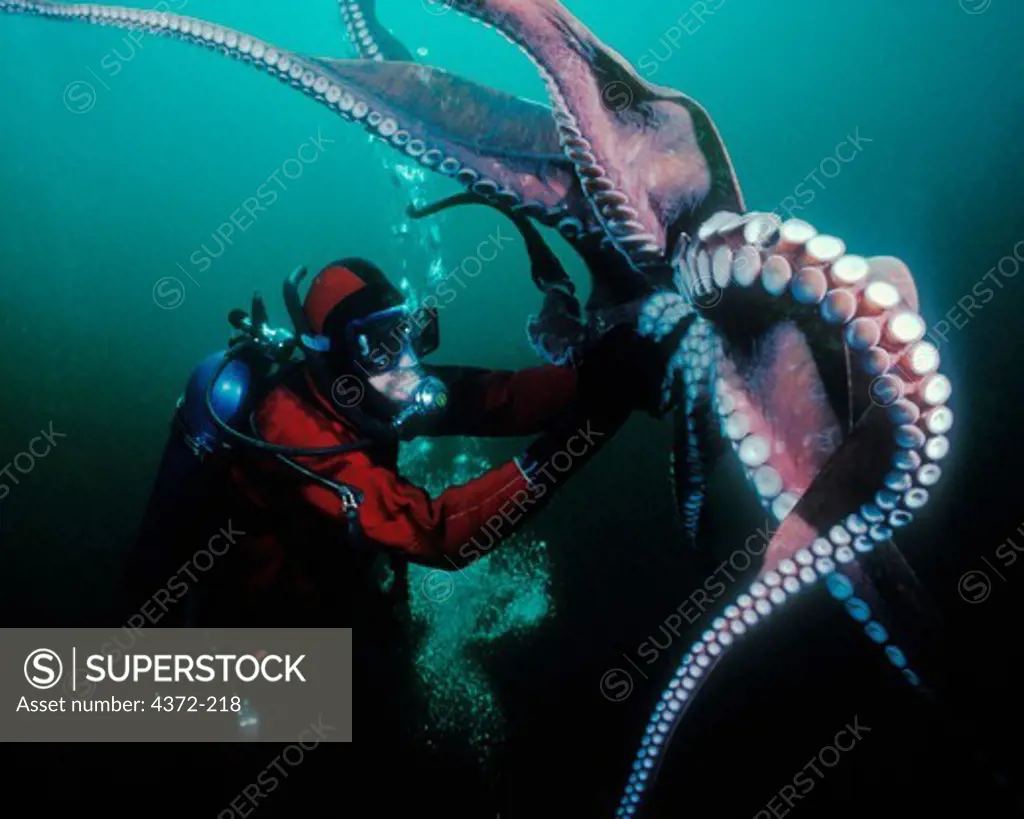 Diver Interacts with a Giant Pacific Octopus