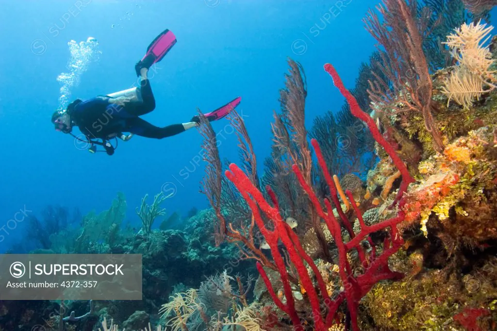 Belize Scuba Diver