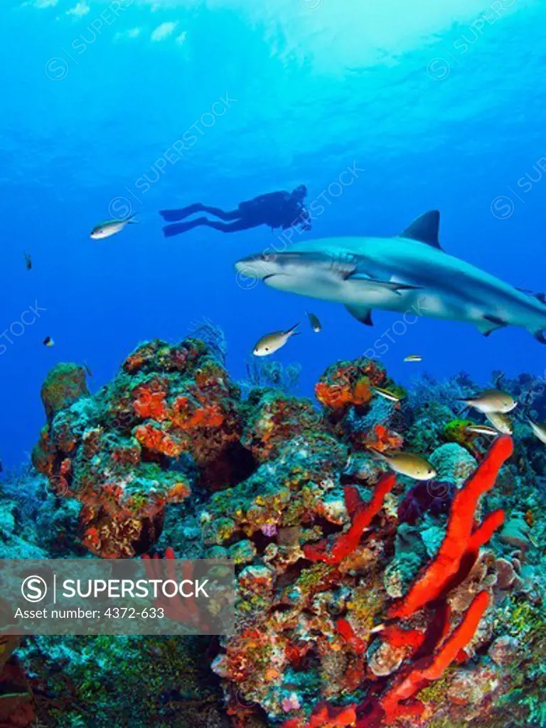 Caribbean Reef Shark, Carcharhinus perezi, with diver.