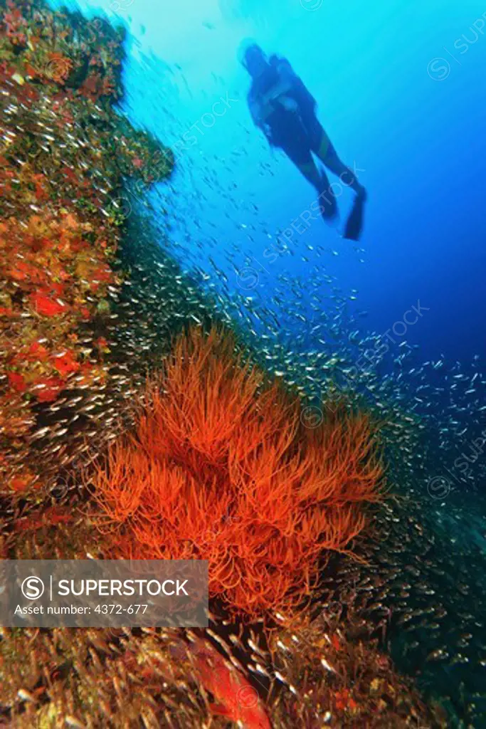 Diver floats above Gorgonian whip coral.
