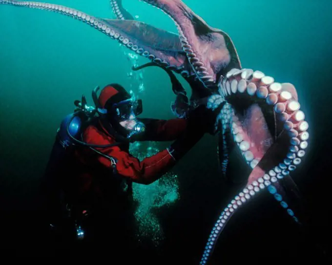 Diver Interacts with a Giant Pacific Octopus