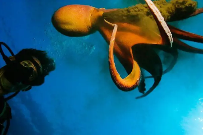 Diver Poses with a Day Octopus