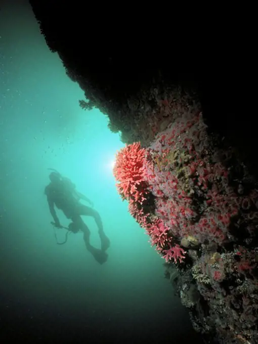 Diver and Invertebrate Wall
