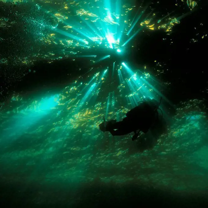 Diver Under a Kelp Canopy