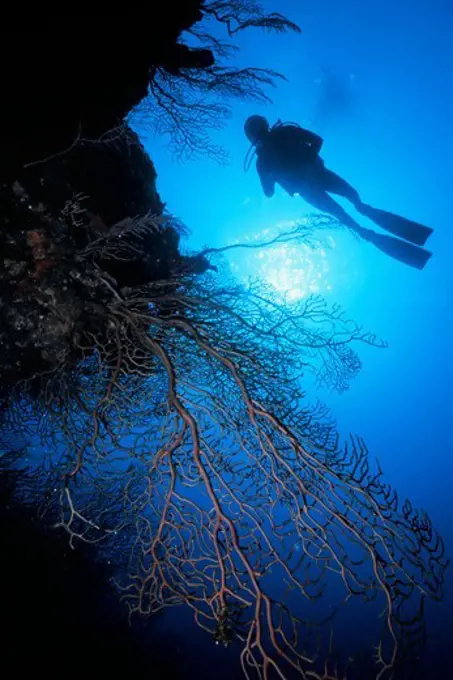 Diver Along Famous Steep Coral Wall