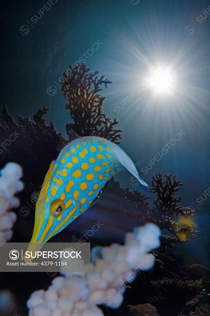 Sunburst and Orange Spotted Filefish