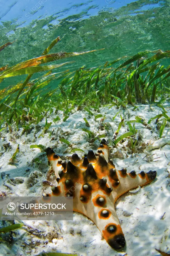 Starfish in Shallow Seagrass Bed