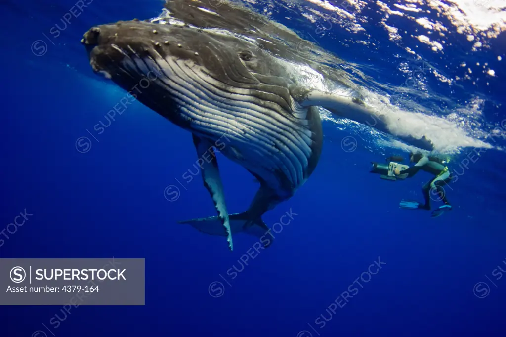 A filmmaker free diving to film humpback whales (Megaptera novaengliae), Toku, Vava'u, Tonga.
