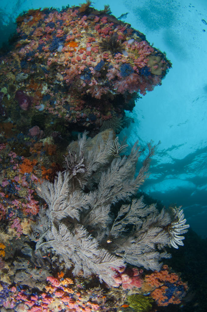 A gray sea fan with feather stars on a reef wall overhang, with colourful hard and soft corals around it, and the surface above, Taliabu Island, Sula Islands, Indonesia.