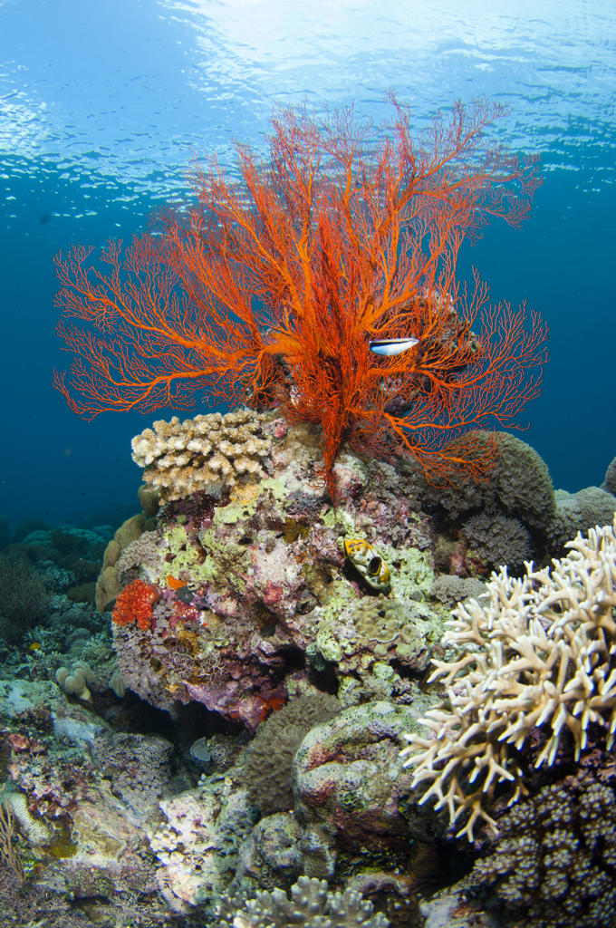 A Sea Fan on a rock, surrounded by hard coral, with a Blue-streak Cleaner Wrasse next to the sea fan, Taliabu Island, Sula Islands, Indonesia.