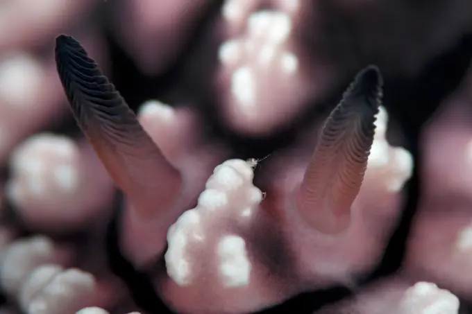 Close-up of Nudibranch and Water Flea