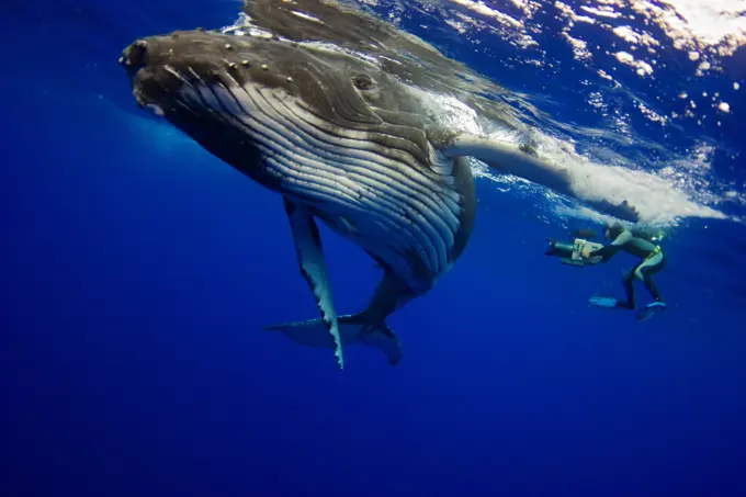 A filmmaker free diving to film humpback whales (Megaptera novaengliae), Toku, Vava'u, Tonga.