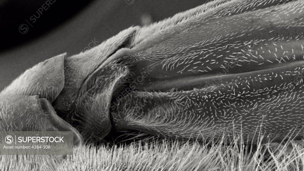 Stock Photo: 4384-106 Under a magnification of 42X, this scanning electron micrograph (SEM) depicted the exoskeletal region where this unidentified hornet?s right forewing was attached to its thorax. This insect was discovered in the suburbs of Decatur, Georgia. This hornet was a member of the Phylum  Arthropoda, and the class Insecta, for it possesses three pairs of these jointed extremities. Note the hair-like ?setae?, seen here adorning the insect?s thorax and membranous wings, which provided the hornet with data 