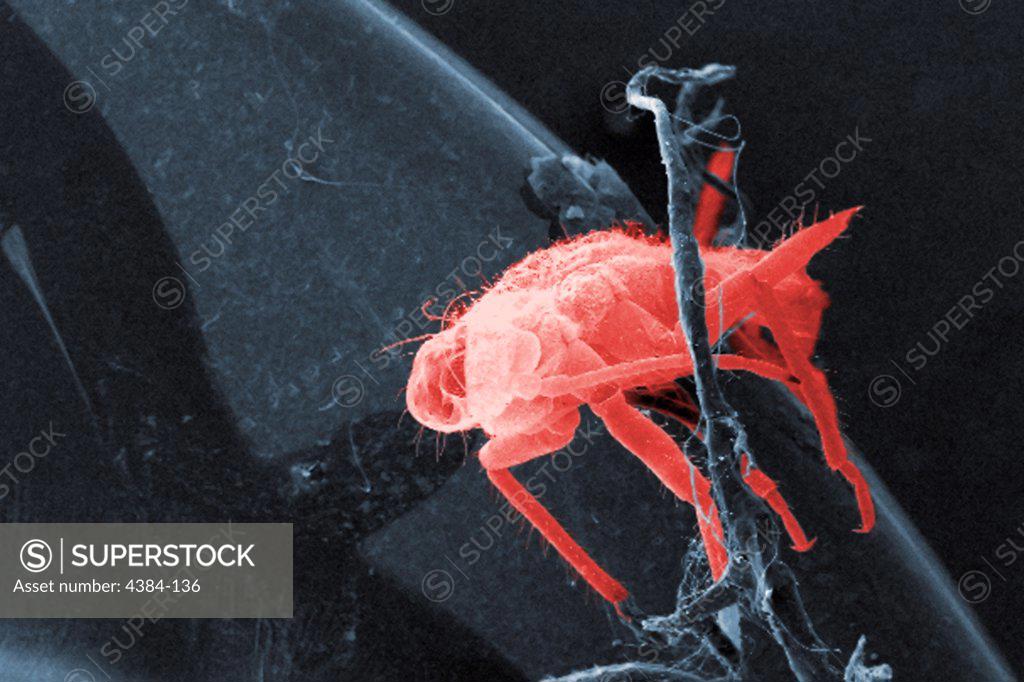 Stock Photo: 4384-136 This low magnification, 48x, scanning electron micrograph (SEM) revealed the presence of a small, unidentified insect on the exoskeletal surface of what was an unidentified dragonfly that was found deceased on the grounds of the Decatur, Georgia suburbs. Though this arthropod was found here to be, what appeared to be, ?residing? on the dragonfly?s body, it also may merely have been picked up by the dragonfly, as was the case with other debris such as pollen granules, or general vegetative matter