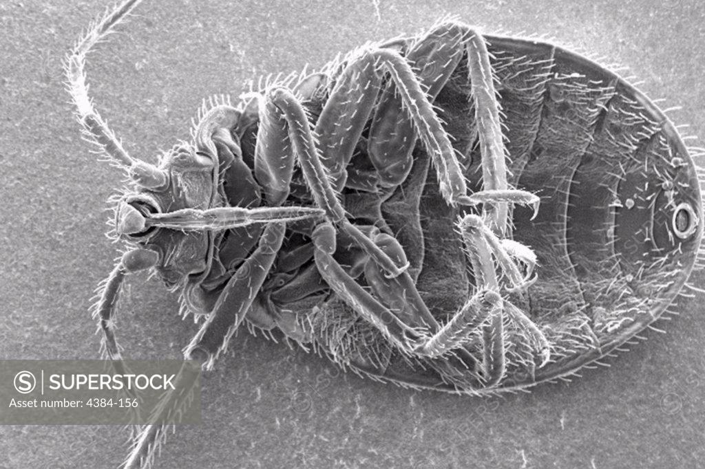 Stock Photo: 4384-156 This scanning electron micrograph (SEM) revealed some of the ultrastructural morphology displayed on the ventral surface of a bedbug, Cimex lectularius.  From this view you can see the insect?s skin-piercing mouthparts used it uses to obtain its blood meal. Although bedbugs have been found naturally-infected with blood-borne pathogens, they are not effective vectors of disease.  The primary medical importance is inflammation associated with their bites (due to allergic reactions to components in