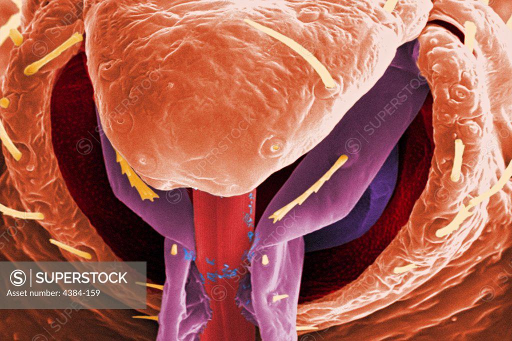Stock Photo: 4384-159 This highly-magnified, digitally-colorized scanning electron micrograph (SEM) revealed some of the ultrastructural morphology displayed on the rostral head region of a bedbug, Cimex lectularius.  Note the proximal anatomical relationships the insect?s skin piercing mouthparts it uses to obtain its blood meal, and how they join the head. Although bedbugs have been found naturally-infected with blood-borne pathogens, they are not effective vectors of disease.  The primary medical importance is inf