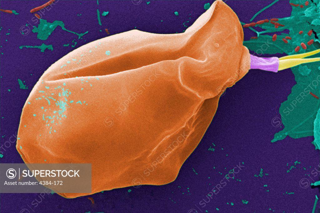 Stock Photo: 4384-172 Under a moderate magnification of 2000X, this digitally-colorized scanning electron micrograph (SEM) of an untreated water specimen extracted from a wild stream mainly used to control flooding during inclement weather, revealed the presence of unidentified organisms, which included bacteria, protozoa, and algae. In this particular view, a single copepod-like microorganism was seen occupying the field of view, which seemed to be encased in an outer shell of armour-like plates, or scales. Looking 