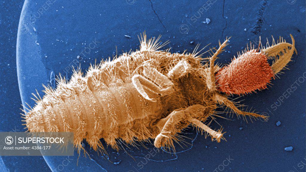Stock Photo: 4384-177 Under a very low magnification of 13X, this digitally-colorized scanning electron micrograph depicted the entire ventral surface of the larval staged antlion, sometime referred to as a ?doodlebugs?, because of the trails they leave in the soft sand as they hunt for prey.  These arthropods undergo dramatic morphologic changes when it metamorphoses into a beautiful flying antlion lacewing. Note the large mandibles to the right, which are used to apprehend prey that unwittingly fall into the conica