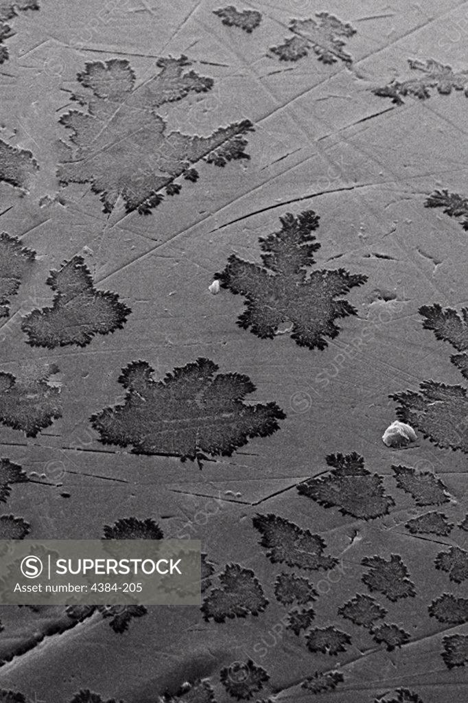 Stock Photo: 4384-205 Magnified 721X, this scanning electron micrograph (SEM) revealed some of the ultrastructural details found on the surface of one of the two eyes of this adult ?figeater? beetle (Cotinis mutabilis). The meaning behind the ?leaf-like? pattern seen on the eye?s chitinous surface is unknown, however, when carefully scrutinized, it does not appear to be randomized.  The figeater beetle is equipped with compound eyes, which are given this name due to the fact that the single large eye is really made u