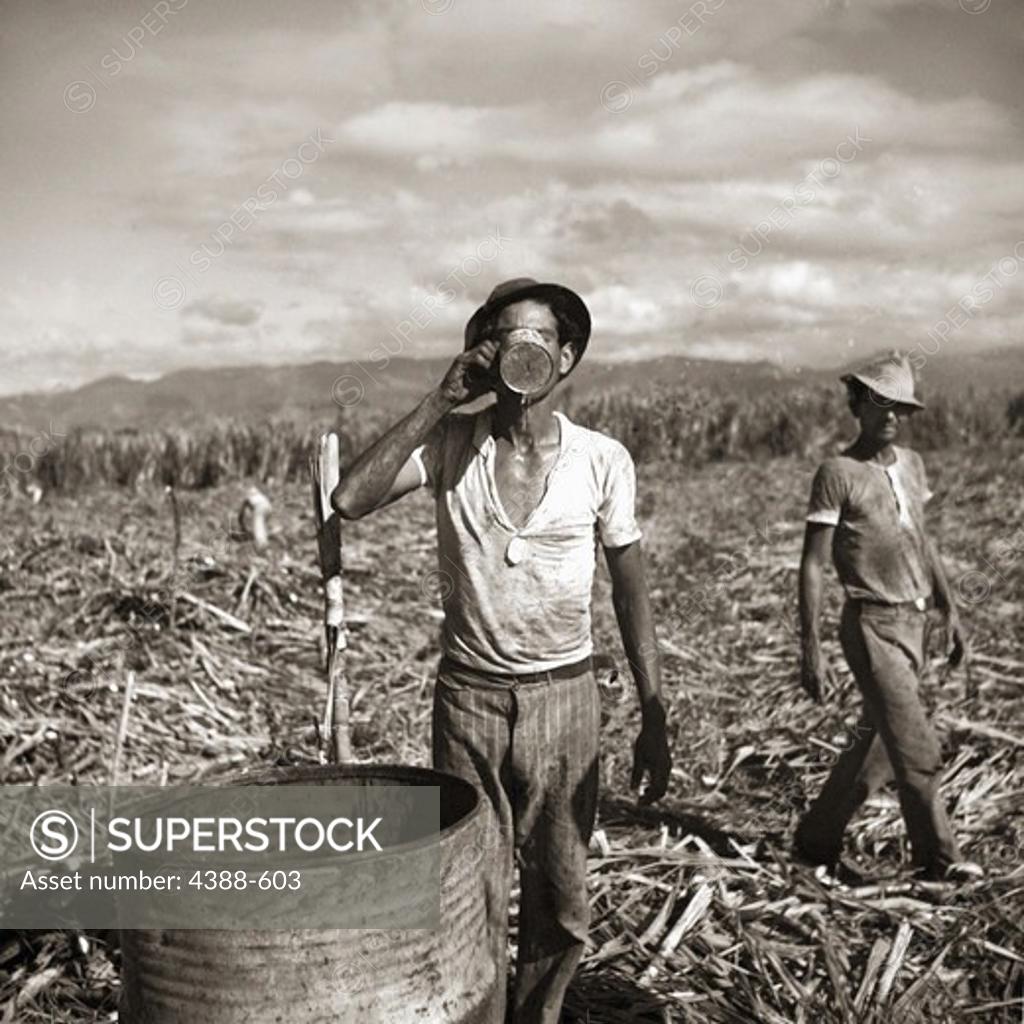 Stock Photo: 4388-603 Sugar Plantation Workers