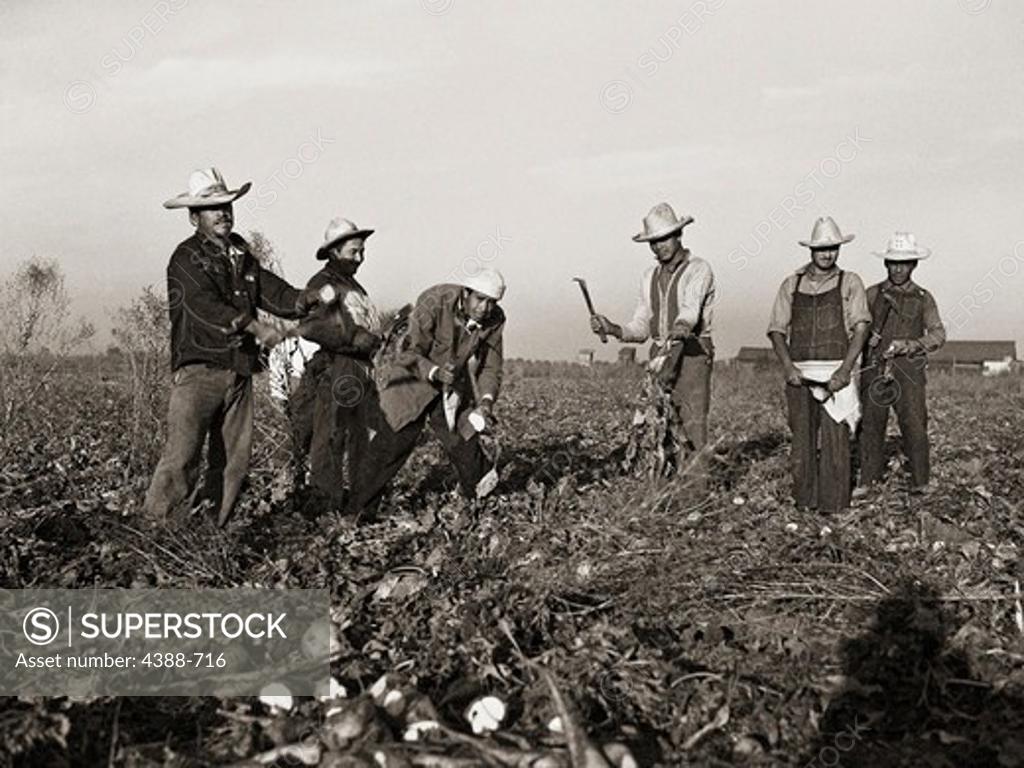 Stock Photo: 4388-716 Migrant Workers Picking Sugar Beets