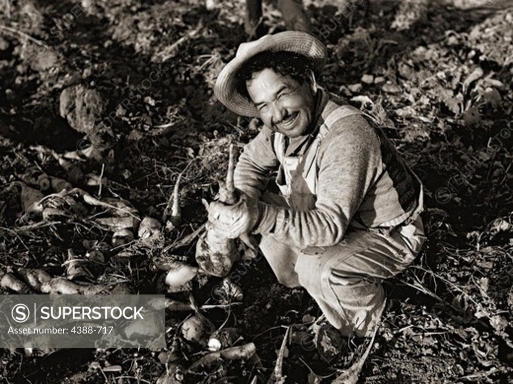 Stock Photo: 4388-717 Migrant Worker Picking Sugar Beets