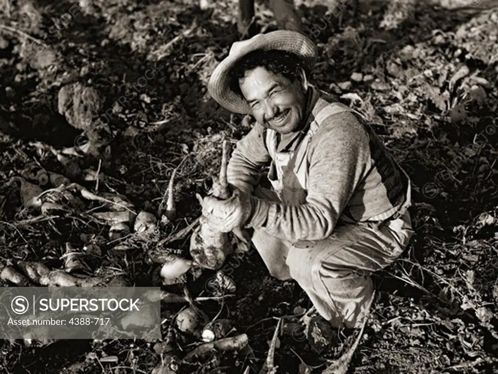 Migrant Worker Picking Sugar Beets