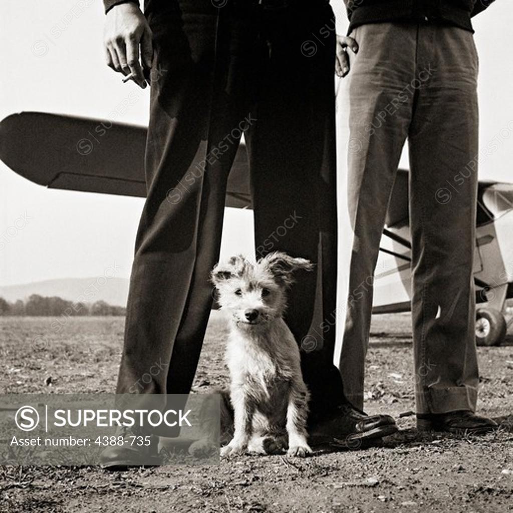 Stock Photo: 4388-735 Airport Dog