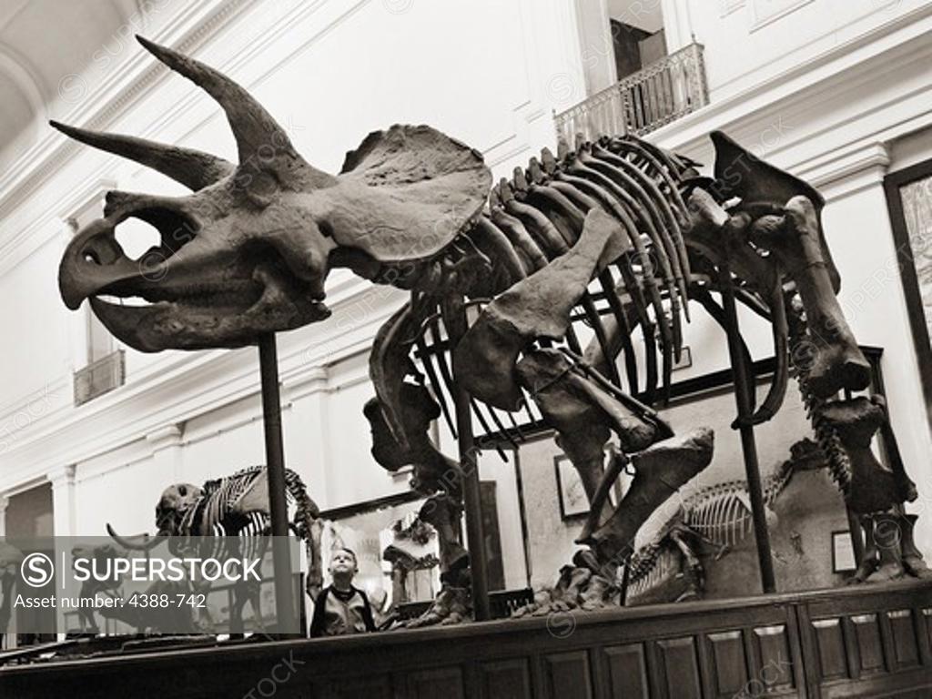 Stock Photo: 4388-742 Looking at Triceratops