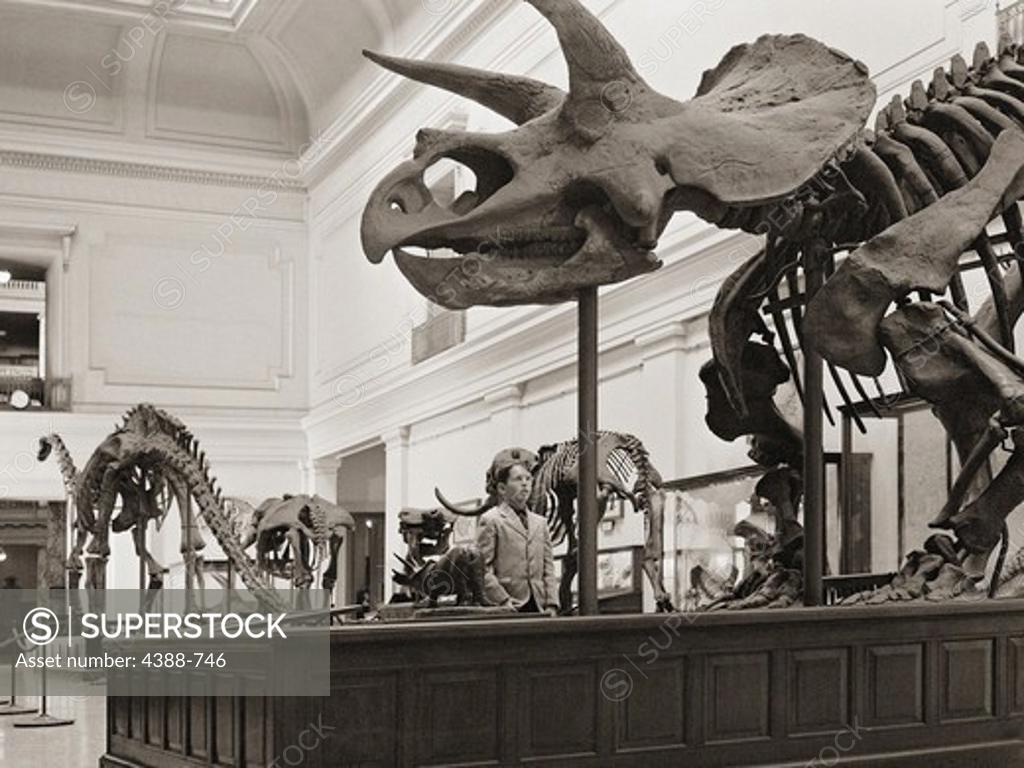 Stock Photo: 4388-746 Looking at Triceratops