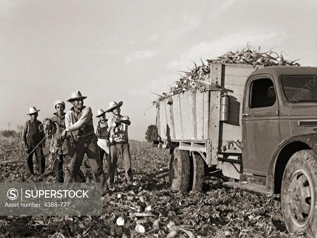 Stock Photo: 4388-777 Harvesting Sugar Beets