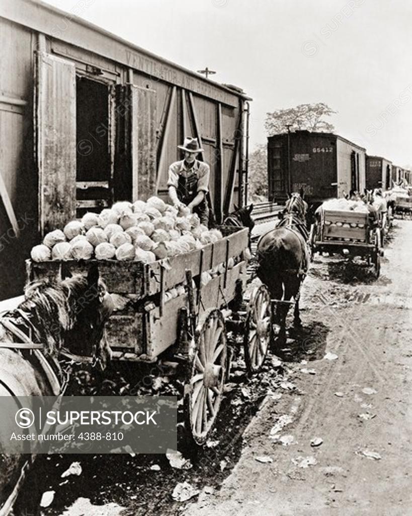 Stock Photo: 4388-810 Loading Cabbage onto Train