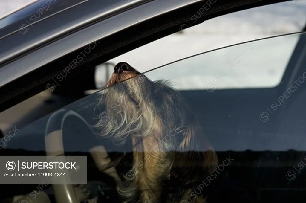 Dachshund peeking through car window