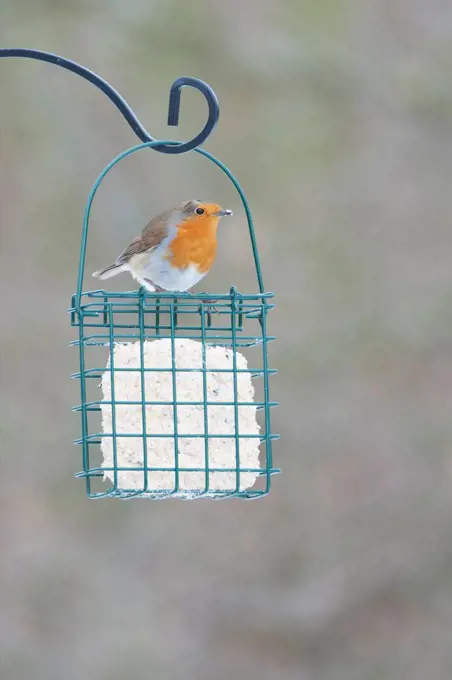 Robin (Erithacus rubecula) adult perched in on feeder in the snow, Norfolk, U.K.