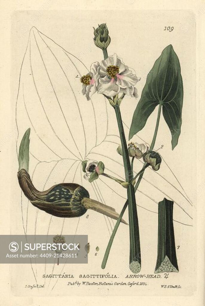 Arrow-head, Sagittaria sagittifolia. Handcoloured copperplate engraving ...