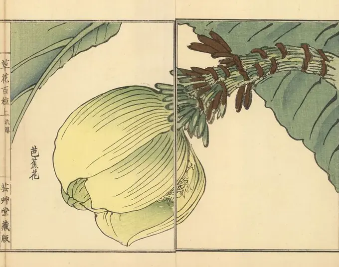 Bashou or Japanese banana plant, Musa basjoo. Handcoloured woodblock print by Kono Bairei from Kusa Bana Hyakushu (One Hundred Varieties of Flowers), Tokyo, Yamada, 1901.