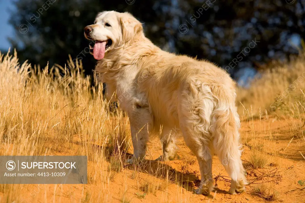 Old Golden retriever drawing the language France - SuperStock